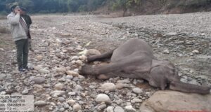 गस्त के दौरान मिला मादा हथिनी का शव, आपसी संघर्ष मे हुई मौत