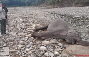 गस्त के दौरान मिला मादा हथिनी का शव, आपसी संघर्ष मे हुई मौत