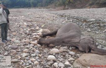 गस्त के दौरान मिला मादा हथिनी का शव, आपसी संघर्ष मे हुई मौत