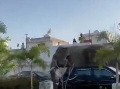 अस्पताल मे गजराज की धमक, आफत मे सिस्टम, कब होगा समस्या का निराकरण