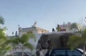 अस्पताल मे गजराज की धमक, आफत मे सिस्टम, कब होगा समस्या का निराकरण