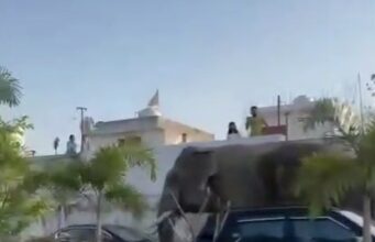 अस्पताल मे गजराज की धमक, आफत मे सिस्टम, कब होगा समस्या का निराकरण