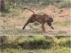 बाघो के ट्रांसलोकेशन के तहत राजाजी को मिली एक और सफलता, जिम कॉर्बेट से लाया गया पांचवा बाघ