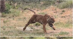 बाघो के ट्रांसलोकेशन के तहत राजाजी को मिली एक और सफलता, जिम कॉर्बेट से लाया गया पांचवा बाघ