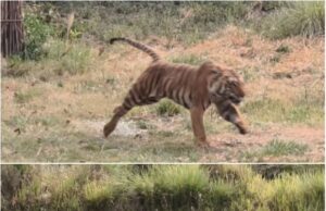 बाघो के ट्रांसलोकेशन के तहत राजाजी को मिली एक और सफलता, जिम कॉर्बेट से लाया गया पांचवा बाघ