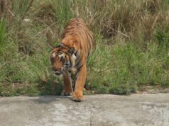 टाइगर T-8 का चक्रव्यूह नहीं भेद पा रहा वन महकमा, चार डॉक्टर व कई वन कर्मियों के निरंतर अभियान के बाद भी नतीजा ज़ीरो