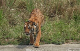 टाइगर T-8 का चक्रव्यूह नहीं भेद पा रहा वन महकमा, चार डॉक्टर व कई वन कर्मियों के निरंतर अभियान के बाद भी नतीजा ज़ीरो