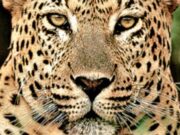 रेलवे ट्रैक बन रहा वन्यजीवो का काल, ट्रेन से कट कर गुलदार की मौत