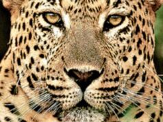 रेलवे ट्रैक बन रहा वन्यजीवो का काल, ट्रेन से कट कर गुलदार की मौत