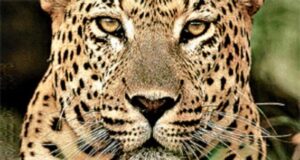 रेलवे ट्रैक बन रहा वन्यजीवो का काल, ट्रेन से कट कर गुलदार की मौत