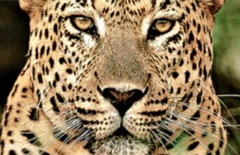 रेलवे ट्रैक बन रहा वन्यजीवो का काल, ट्रेन से कट कर गुलदार की मौत