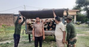 अवैध पातन कर रहे एक युवक को दबोचा, वन अधिनियम के तहत भेजा जेल