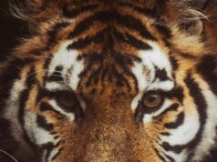 बाघ के शावक का मिला शव, मौत के कारणों की जांच मे जुटा वन महकमा