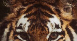 बाघ के शावक का मिला शव, मौत के कारणों की जांच मे जुटा वन महकमा