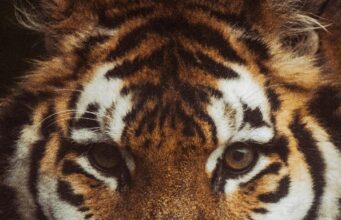 बाघ के शावक का मिला शव, मौत के कारणों की जांच मे जुटा वन महकमा