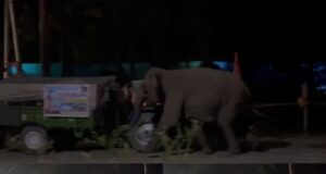 कांवड़ के दौरान वन छेत्रो मे लगे भंडारे बने आफत, डीजे के भारी शोर से बिदके जंगली हाथी ने सिखाया सबक