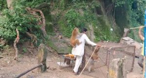 मंसा देवी मे चलाया गया बंदर पकड़ो अभियान, 30 कटखन्ने बंदरो को पकड़ रेसक्यू सेंटर भेजा