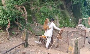 मंसा देवी मे चलाया गया बंदर पकड़ो अभियान, 30 कटखन्ने बंदरो को पकड़ रेसक्यू सेंटर भेजा