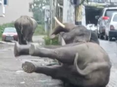 गली निरीक्षण को पंहुचे हाथी महोदय फिसल कर हुए धड़ाम, कब बनेगी सुरक्षा दीवार, बना सवाल ?