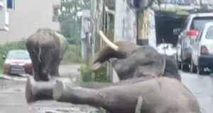 गली निरीक्षण को पंहुचे हाथी महोदय फिसल कर हुए धड़ाम, कब बनेगी सुरक्षा दीवार, बना सवाल ?