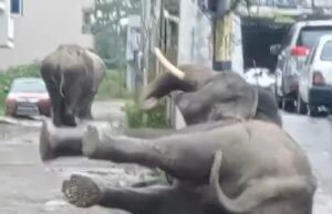 गली निरीक्षण को पंहुचे हाथी महोदय फिसल कर हुए धड़ाम, कब बनेगी सुरक्षा दीवार, बना सवाल ?