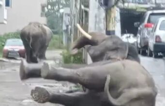 गली निरीक्षण को पंहुचे हाथी महोदय फिसल कर हुए धड़ाम, कब बनेगी सुरक्षा दीवार, बना सवाल ?