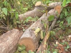 राज्य में पेड़ कटान माफियाओ का खौफ, नींद में जिम्मेदार महकमा