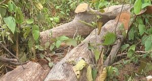 राज्य में पेड़ कटान माफियाओ का खौफ, नींद में जिम्मेदार महकमा