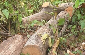 राज्य में पेड़ कटान माफियाओ का खौफ, नींद में जिम्मेदार महकमा