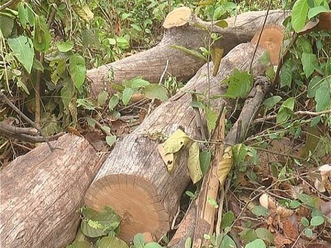 राज्य में पेड़ कटान माफियाओ का खौफ, नींद में जिम्मेदार महकमा