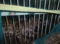 आबादी में आ रहा गुलदार पिंजरे में हुआ कैद, लोगो ने ली राहत की सांस