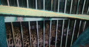 आबादी में आ रहा गुलदार पिंजरे में हुआ कैद, लोगो ने ली राहत की सांस