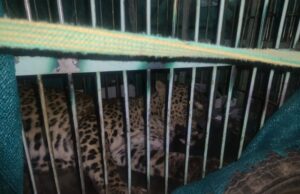 आबादी में आ रहा गुलदार पिंजरे में हुआ कैद, लोगो ने ली राहत की सांस