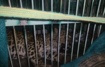 आबादी में आ रहा गुलदार पिंजरे में हुआ कैद, लोगो ने ली राहत की सांस