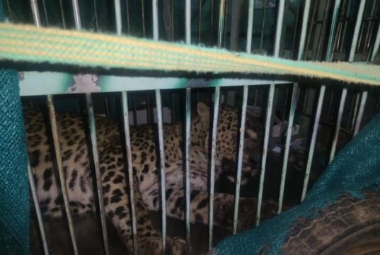 आबादी में आ रहा गुलदार पिंजरे में हुआ कैद, लोगो ने ली राहत की सांस