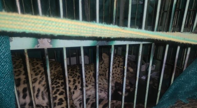 आबादी में आ रहा गुलदार पिंजरे में हुआ कैद, लोगो ने ली राहत की सांस