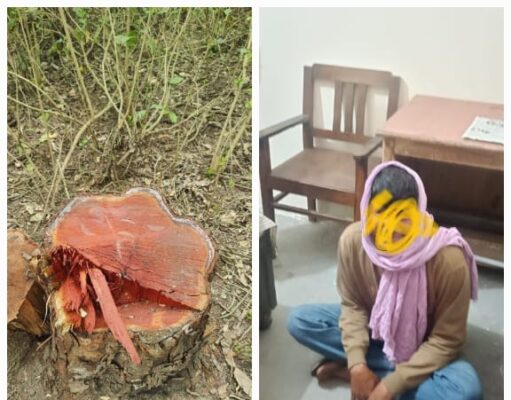 हरिद्वार वन प्रभाग में पेड़ों पर चली आरी, एक अभियुक्त गिरफ्तार, अन्य की तलाश जारी