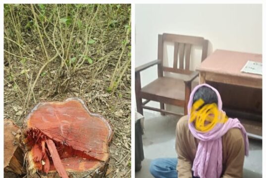 हरिद्वार वन प्रभाग में पेड़ों पर चली आरी, एक अभियुक्त गिरफ्तार, अन्य की तलाश जारी