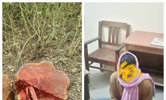 हरिद्वार वन प्रभाग में पेड़ों पर चली आरी, एक अभियुक्त गिरफ्तार, अन्य की तलाश जारी