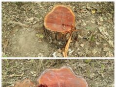 राज्य के बेसकीमती वनों पर लगी कटान माफियाओ की नजर, जंगलाती खाकी की भूमिका सवालों के घेरे में