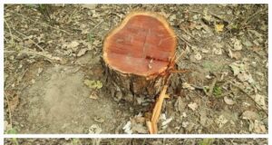 राज्य के बेसकीमती वनों पर लगी कटान माफियाओ की नजर, जंगलाती खाकी की भूमिका सवालों के घेरे में