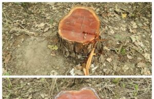 राज्य के बेसकीमती वनों पर लगी कटान माफियाओ की नजर, जंगलाती खाकी की भूमिका सवालों के घेरे में