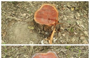 राज्य के बेसकीमती वनों पर लगी कटान माफियाओ की नजर, जंगलाती खाकी की भूमिका सवालों के घेरे में