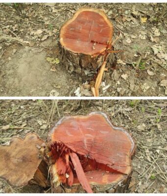 राज्य के बेसकीमती वनों पर लगी कटान माफियाओ की नजर, जंगलाती खाकी की भूमिका सवालों के घेरे में