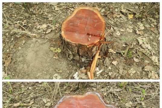 राज्य के बेसकीमती वनों पर लगी कटान माफियाओ की नजर, जंगलाती खाकी की भूमिका सवालों के घेरे में