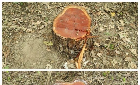 राज्य के बेसकीमती वनों पर लगी कटान माफियाओ की नजर, जंगलाती खाकी की भूमिका सवालों के घेरे में