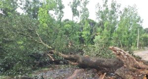 आंधी बनी जंगलाती खाकी के लिए सौगात, पेड़ कटान माफियाओ की मौज